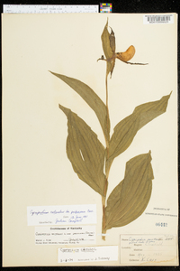 Cypripedium parviflorum var. pubescens image