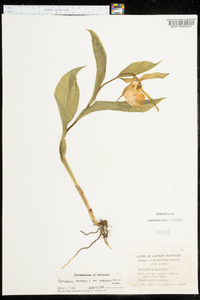 Cypripedium parviflorum var. pubescens image