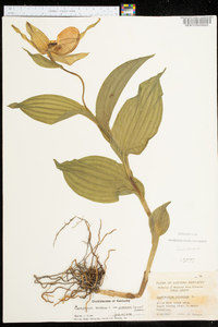 Cypripedium parviflorum var. pubescens image