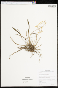 Epidendrum magnoliae image