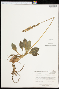 Goodyera pubescens image