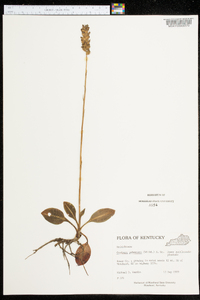 Goodyera pubescens image