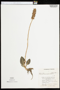 Goodyera pubescens image