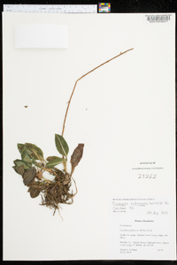 Goodyera pubescens image