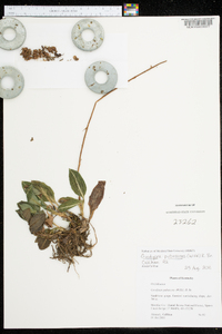 Goodyera pubescens image