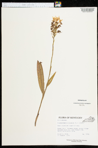 Platanthera ciliaris image