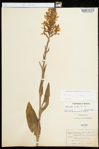 Platanthera ciliaris image