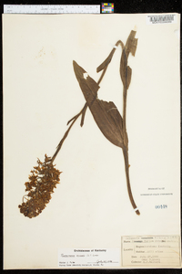 Platanthera ciliaris image