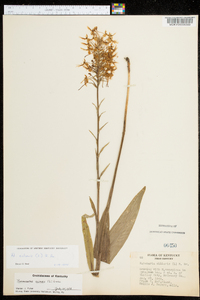 Platanthera ciliaris image