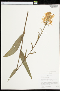 Platanthera ciliaris image