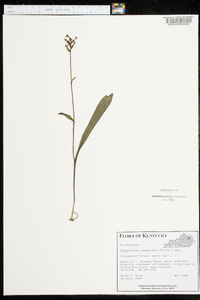 Platanthera clavellata image