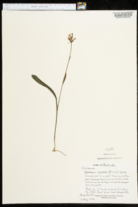 Platanthera clavellata image