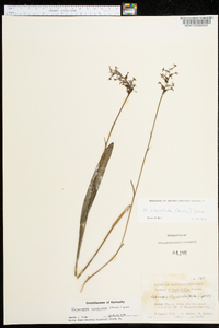 Platanthera clavellata image