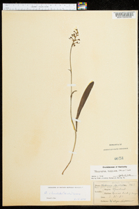 Platanthera clavellata image