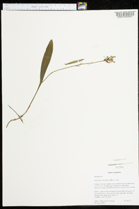 Platanthera clavellata image