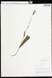 Platanthera clavellata image