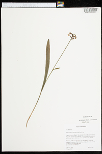 Platanthera clavellata image