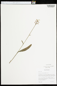 Platanthera clavellata image