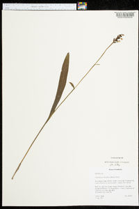 Platanthera clavellata image