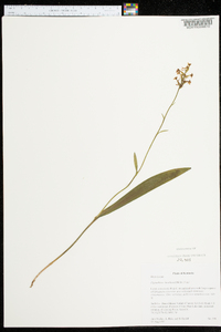 Platanthera clavellata image