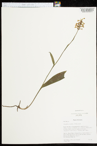 Platanthera clavellata image