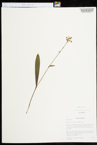 Platanthera clavellata image