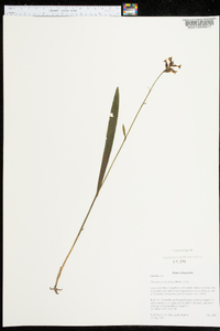 Platanthera clavellata image