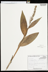 Platanthera flava var. herbiola image