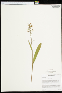 Platanthera lacera image