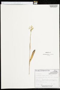 Platanthera lacera image