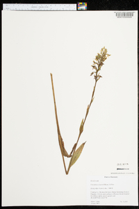 Platanthera lacera image