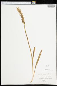 Spiranthes cernua image