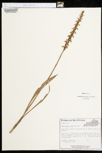 Spiranthes cernua image