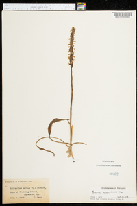 Spiranthes cernua image