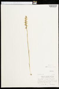 Spiranthes cernua image