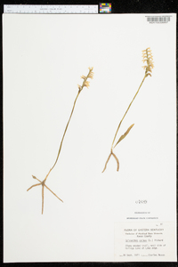 Spiranthes cernua image