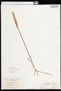 Spiranthes cernua image