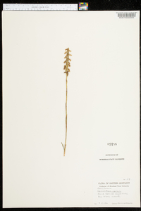 Spiranthes cernua image