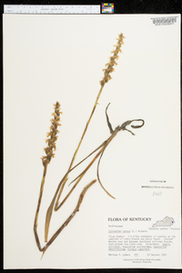 Spiranthes cernua image