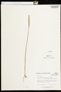 Spiranthes cernua image