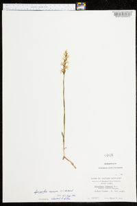 Spiranthes cernua image