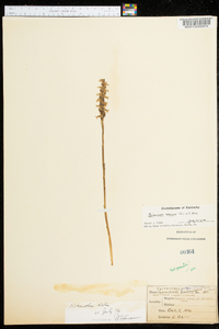 Spiranthes cernua image