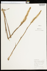 Spiranthes cernua image