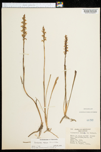 Spiranthes cernua image