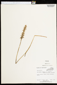 Spiranthes cernua image