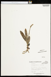 Spiranthes lucida image