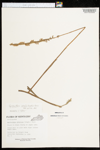 Spiranthes vernalis image