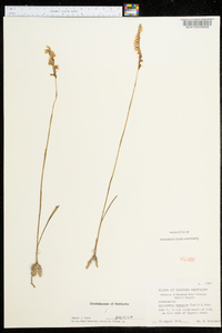 Spiranthes vernalis image