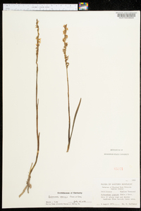 Spiranthes vernalis image