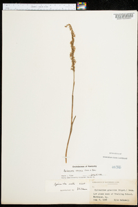 Spiranthes vernalis image